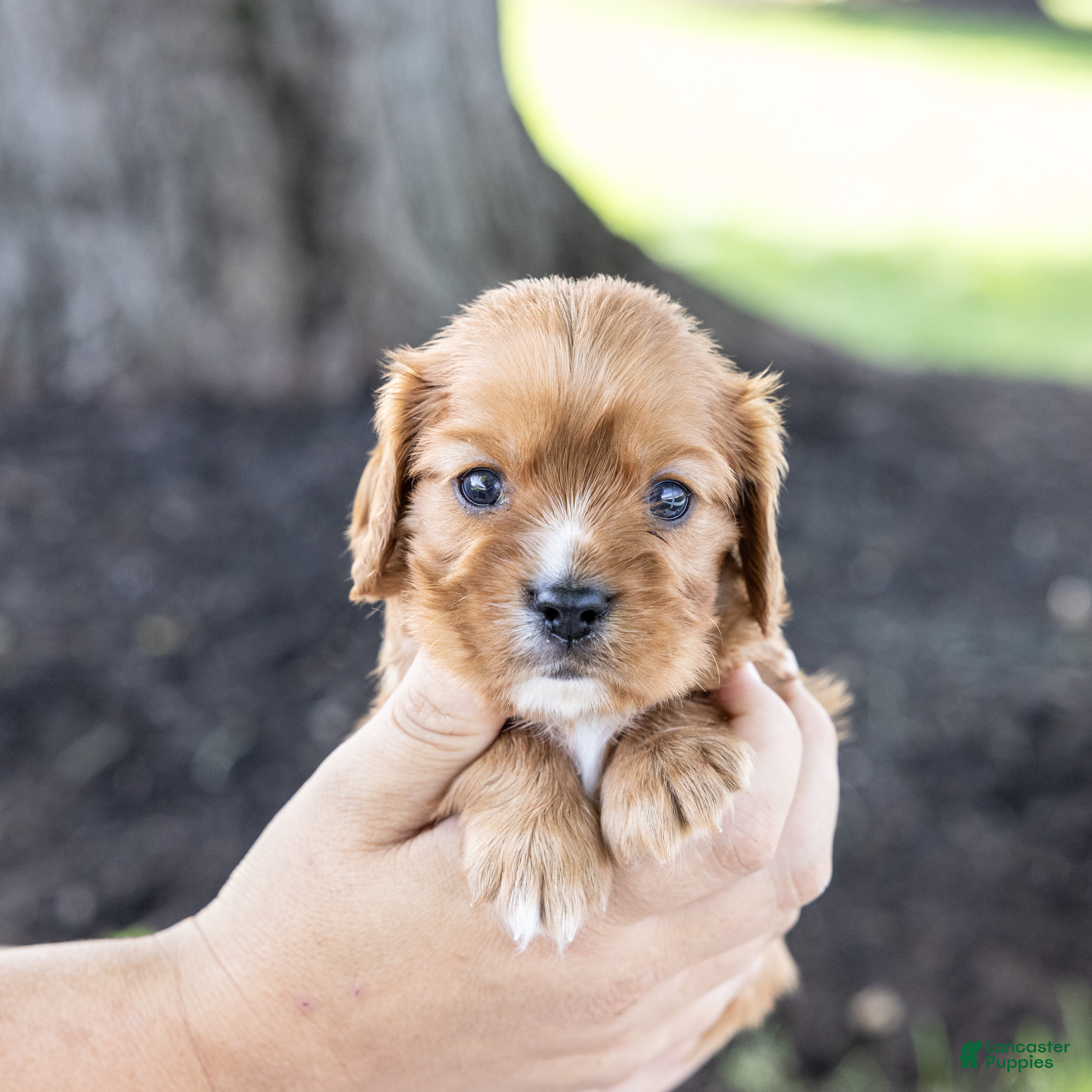 Cavalier King Charles Spaniel dogs Chewy - Ad 2