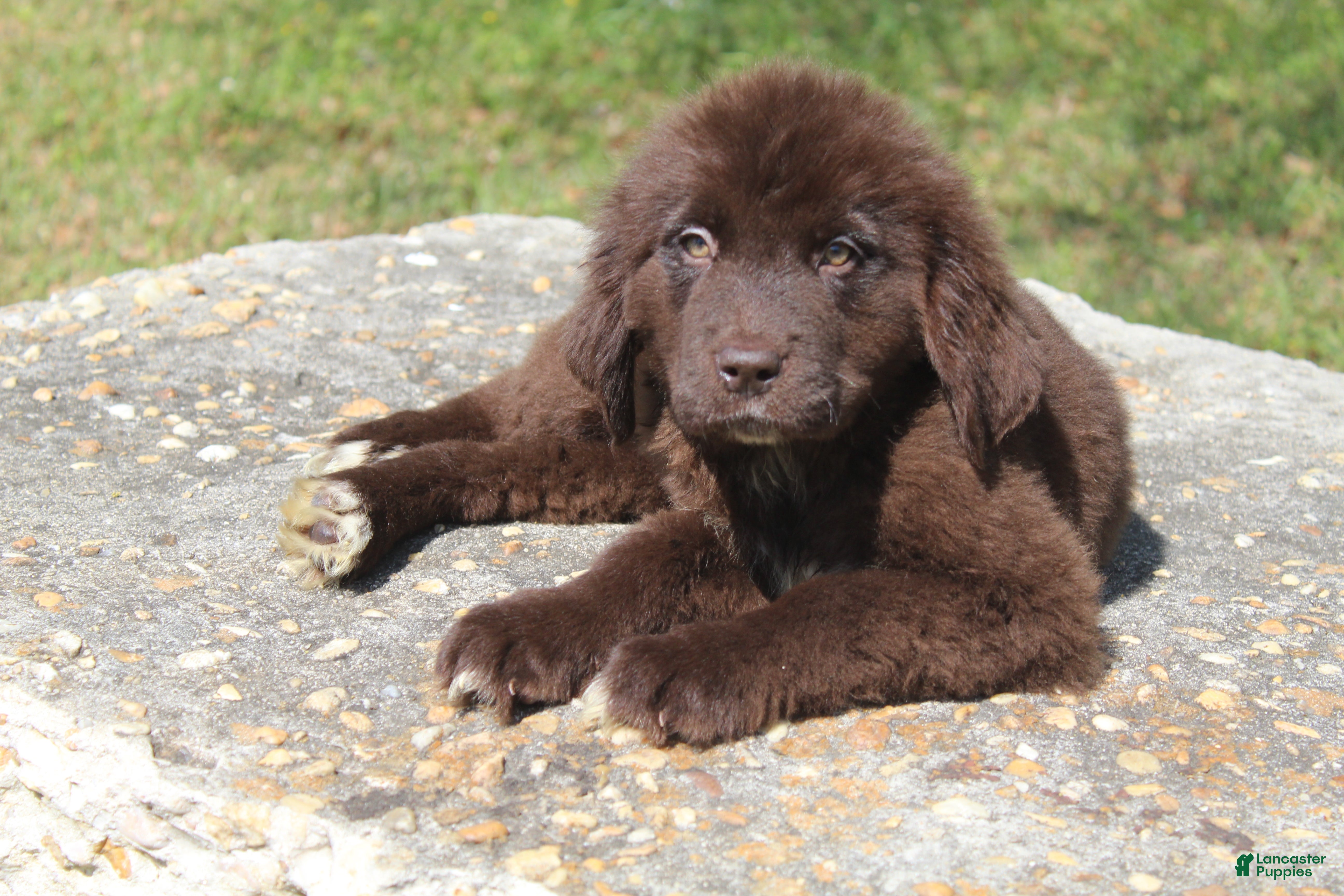 Newfoundland dogs Lady - Ad 2