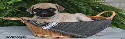 Pug dogs for sale: Evans - Ad 4