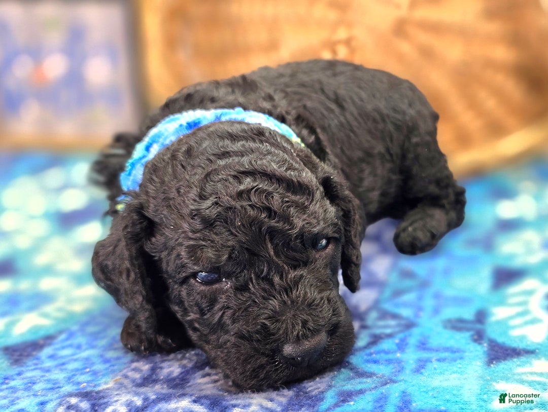 Cockapoo dogs for sale: Foggy - Ad 32