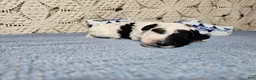 Mini Goldendoodle dogs for sale: Basil - Ad 3