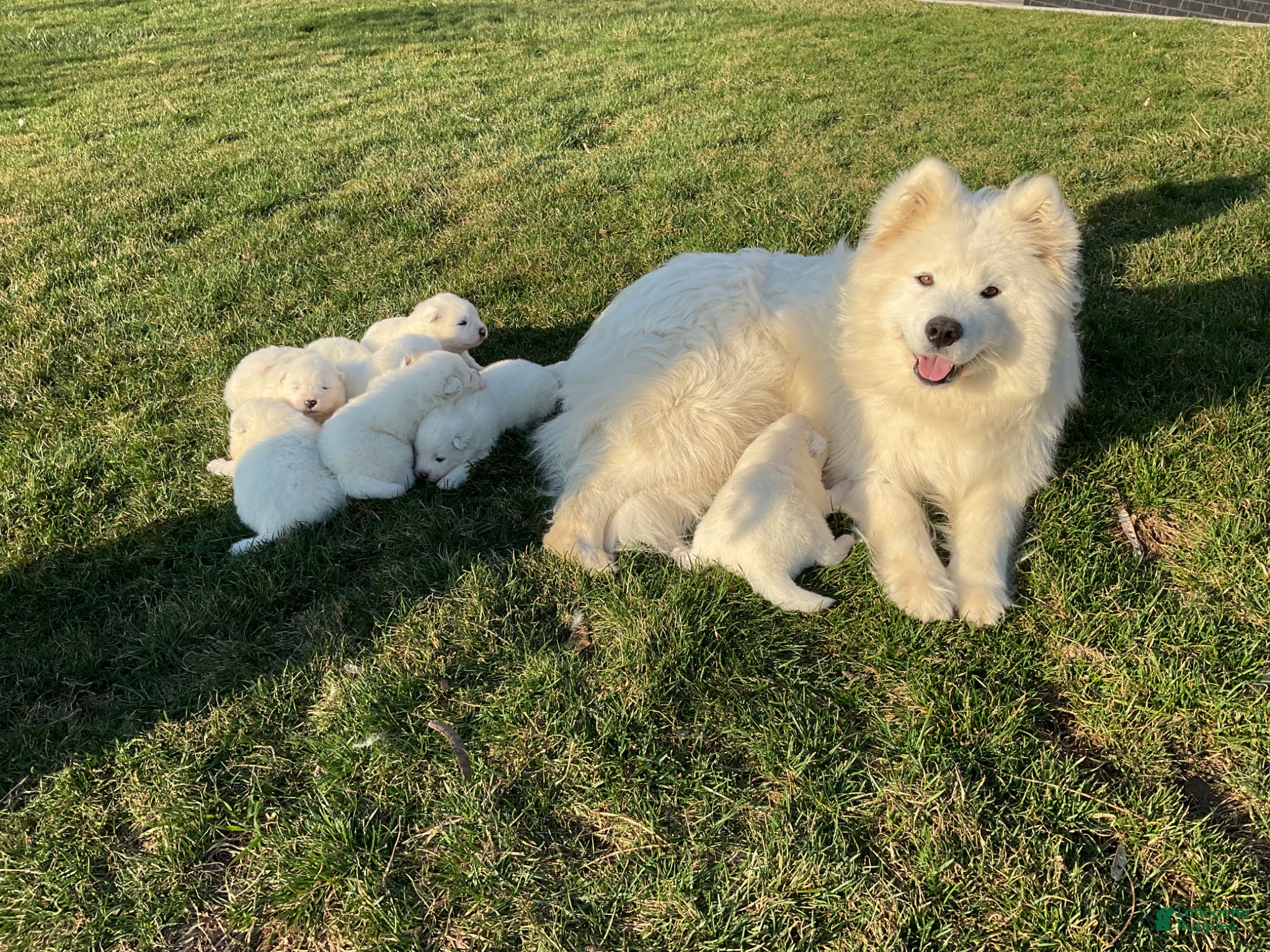 Samoyed dogs Callie  - Ad 3