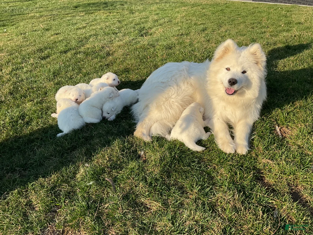 Samoyed dogs for sale: Candy - Ad 5