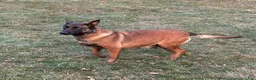 Belgian Malinois dogs for sale: Belgian Malinois puppy (Max) - Ad 5