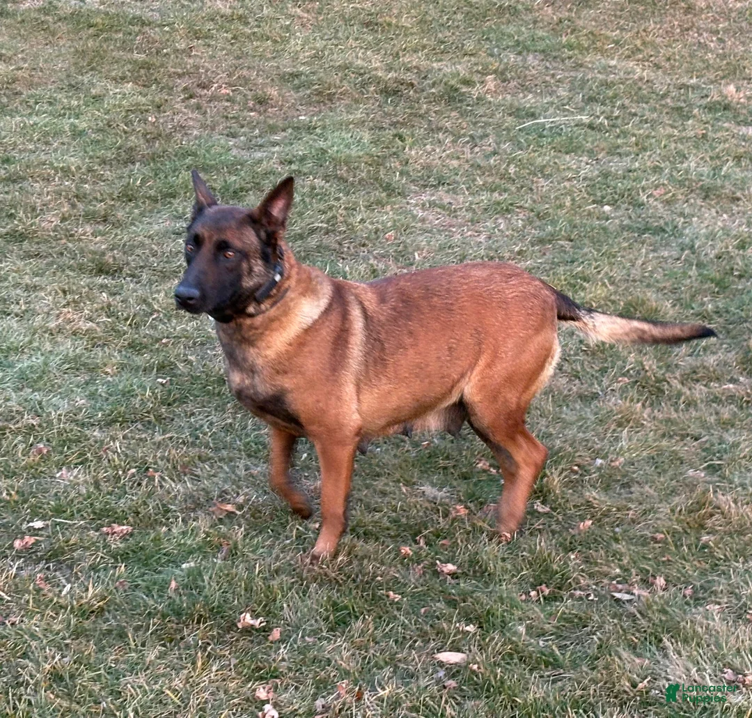 Belgian Malinois dogs for sale: Belgian Malinois puppy (Max) - Ad 5