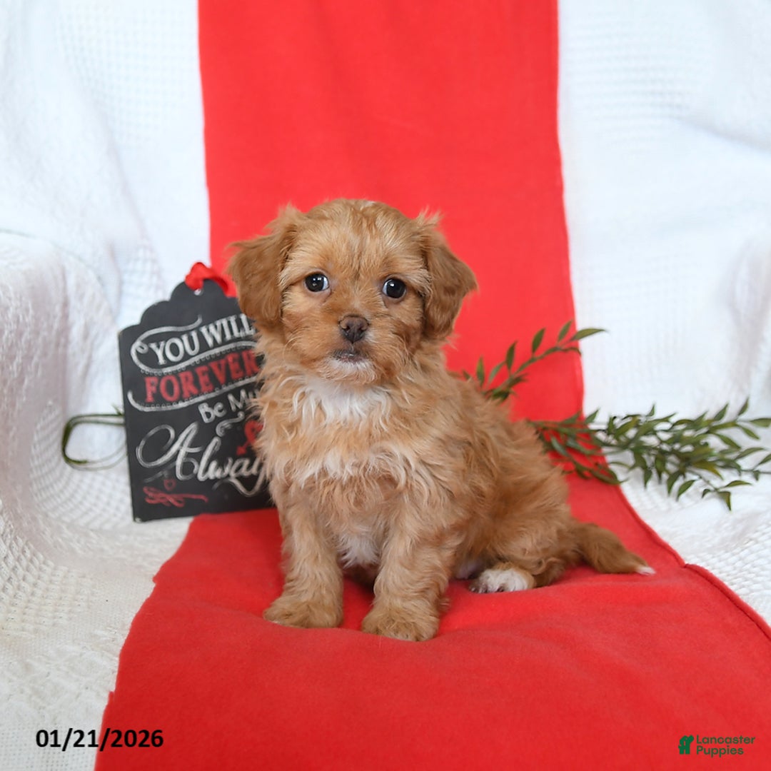 Shihpoo dogs for sale: Diamond - Ad 3
