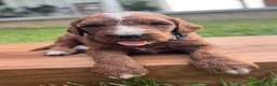 Irish Doodle dogs for sale: Ash - Ad 7