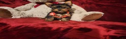 Yorkshire Terrier dogs for sale: POPPY - Ad 4