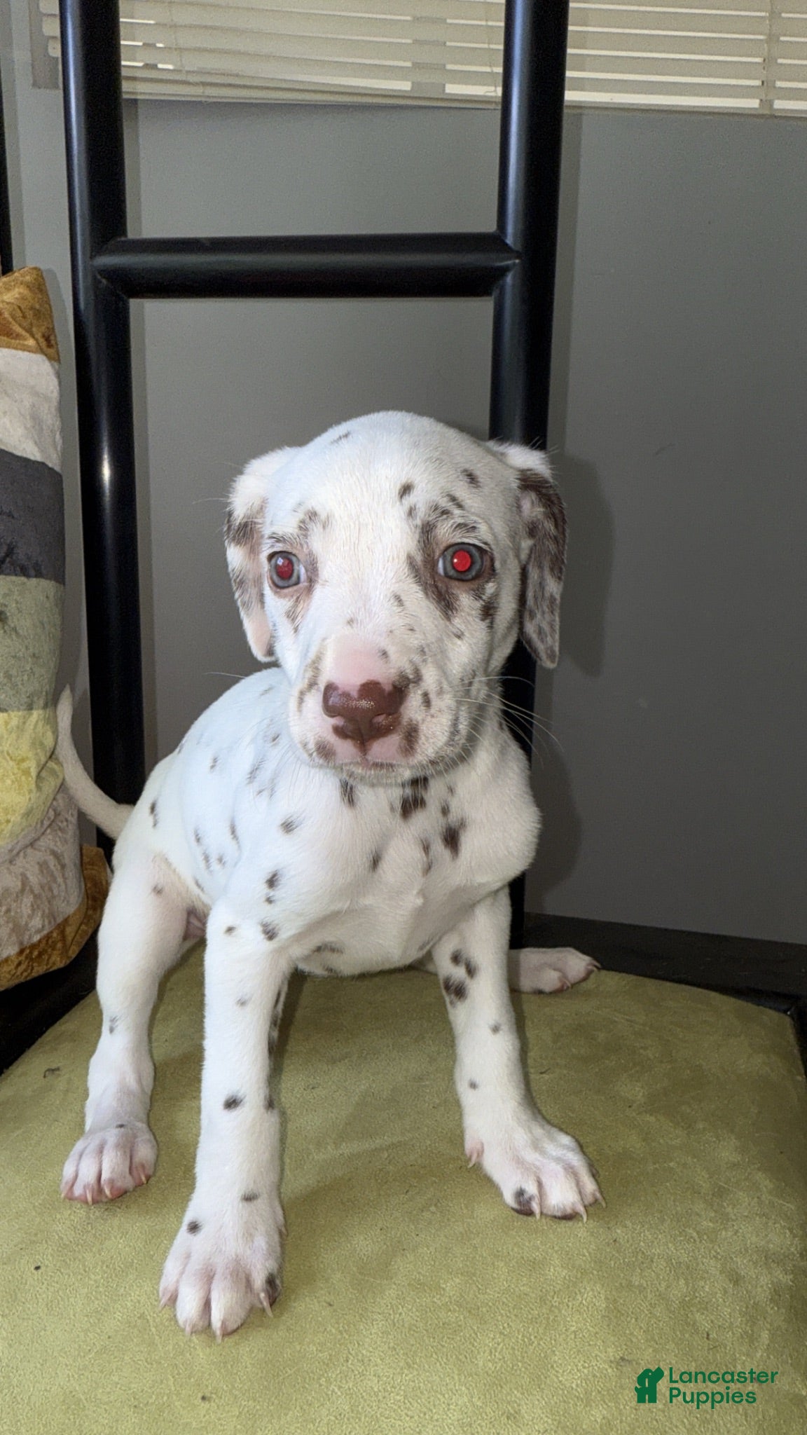 Dalmatian dogs Dalmatian 1 - Ad 4