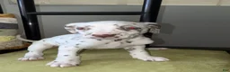 Dalmatian dogs for sale: Dalmatian 1 - Ad 1