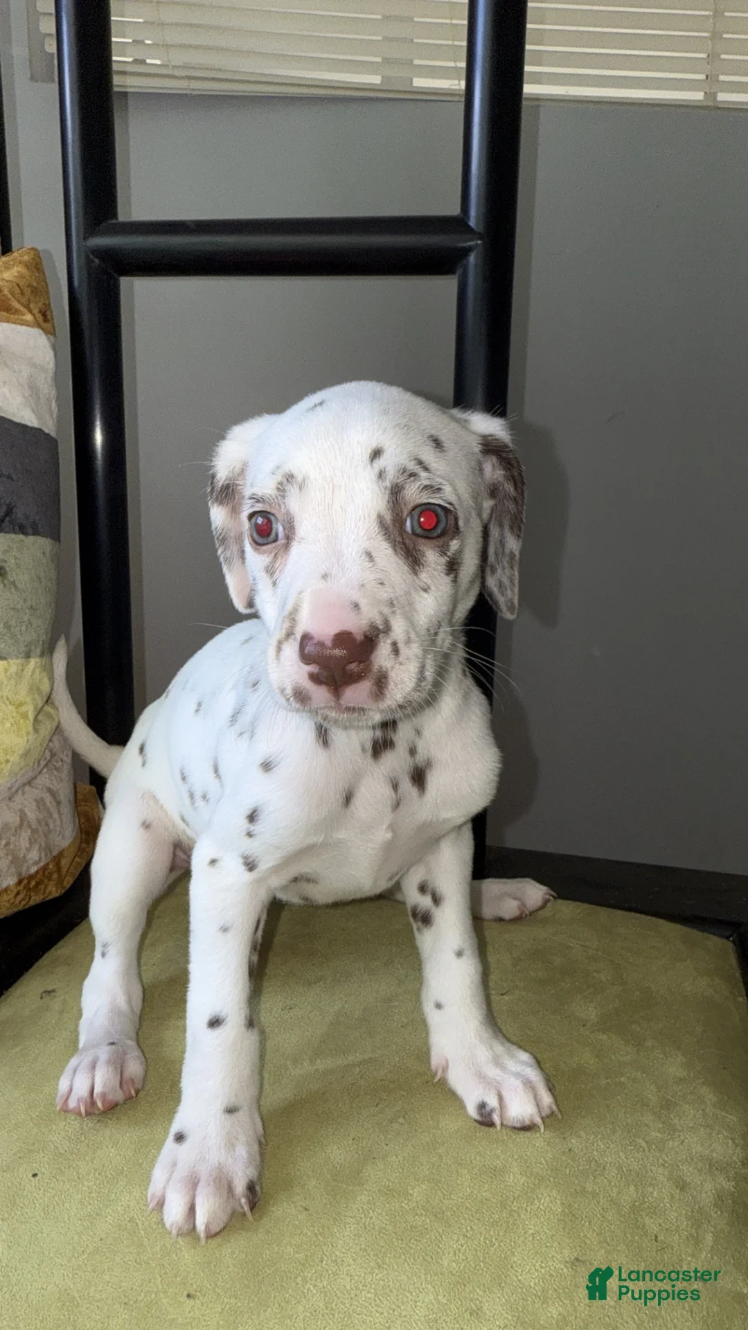 Dalmatian dogs for sale: Dalmatian 1 - Ad 1