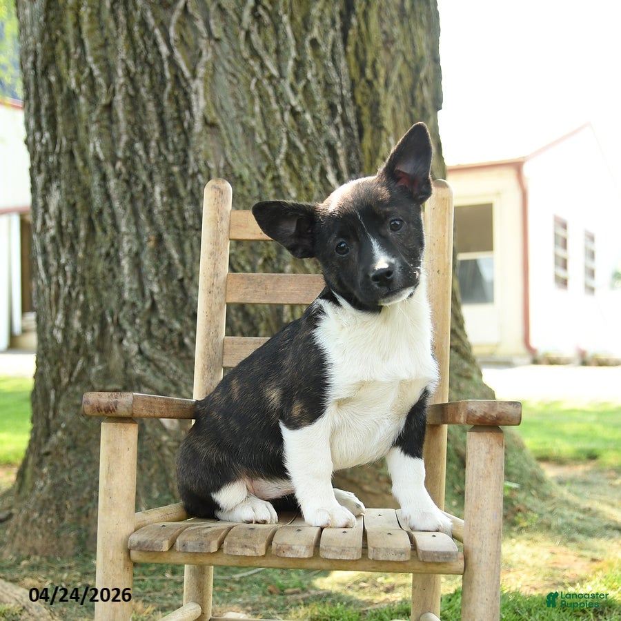 Mixed Breed dogs Opal - Ad 1