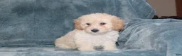 Miniature Poodle dogs for sale: Sammie  - Ad 4