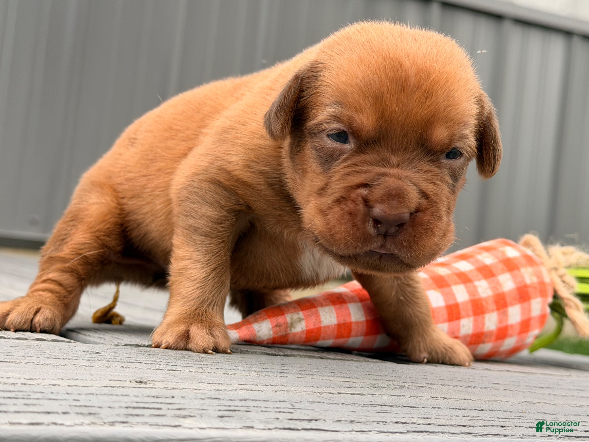 Dogue De Bordeaux dogs for sale: Burkin - Ad 7