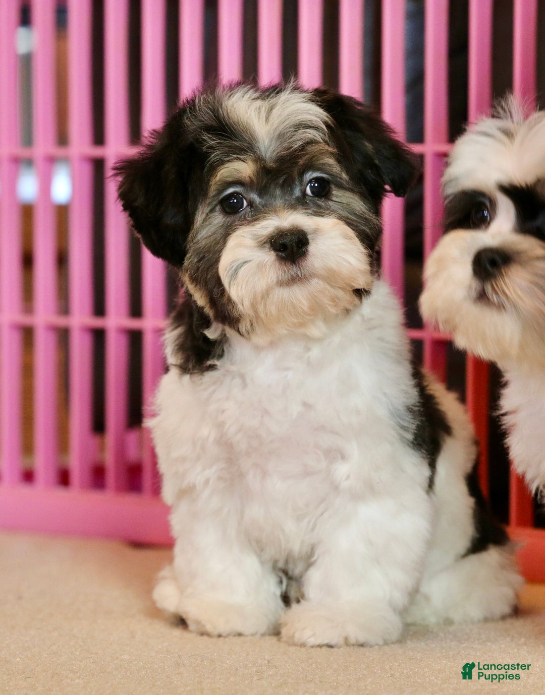 Shihpoo dogs for sale: Mia - Ad 14