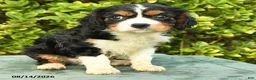 Cavalier King Charles Spaniel dogs for sale: Chris - Ad 2