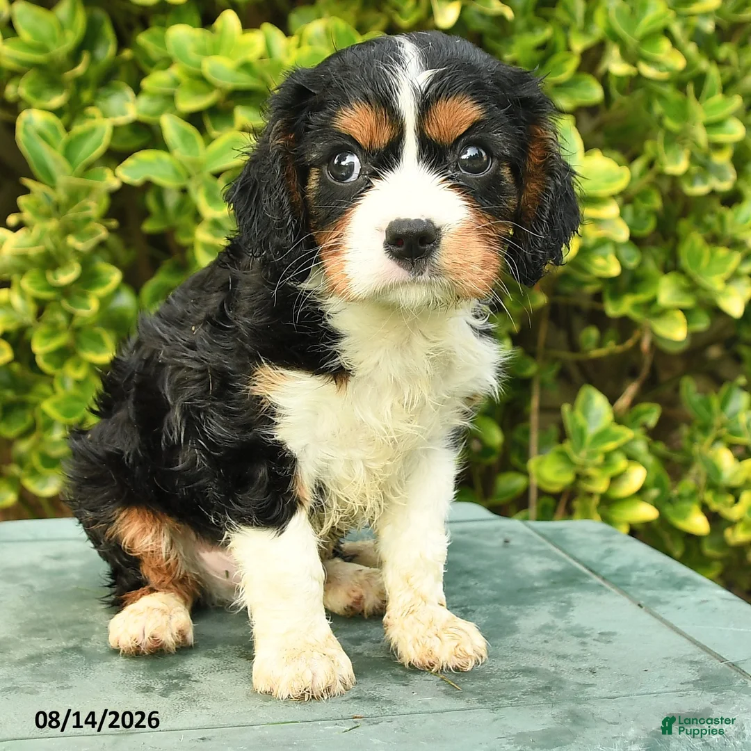 Cavalier King Charles Spaniel dogs for sale: Chris - Ad 2