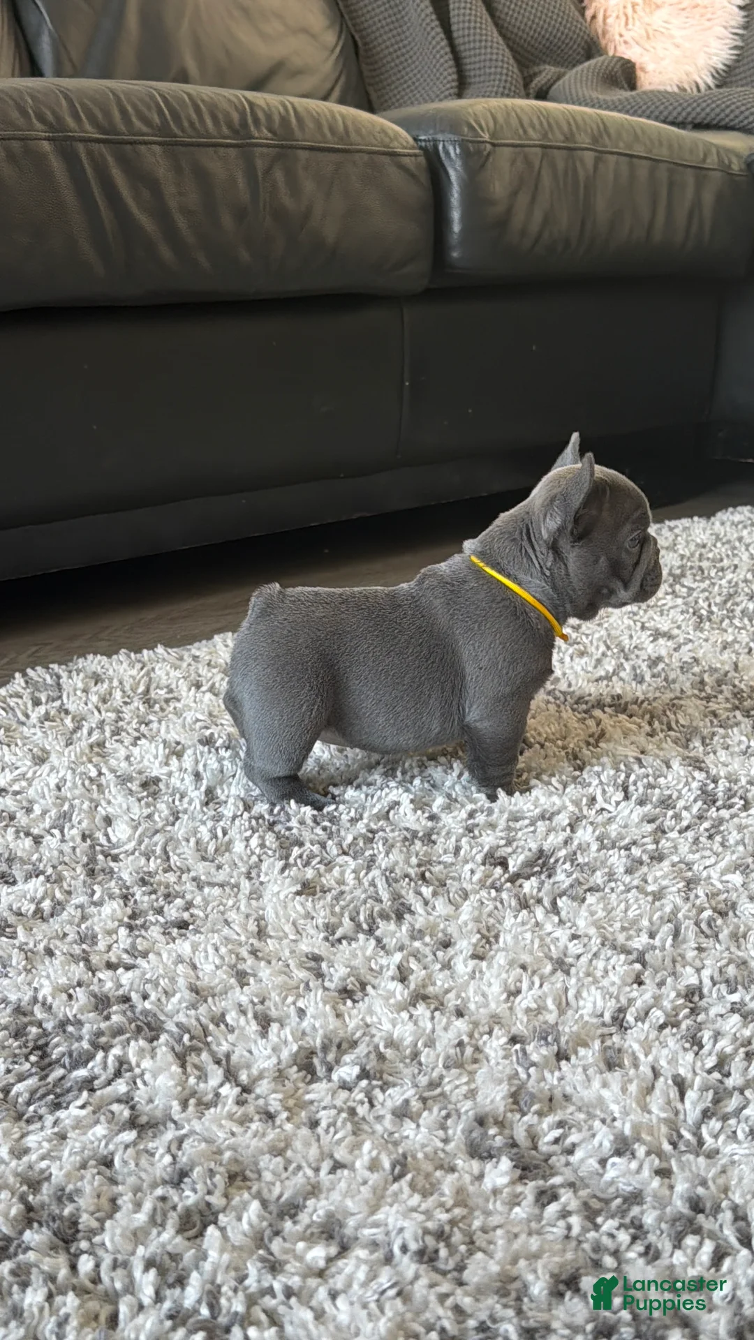 French Bulldog dogs for sale: Nila  - Ad 1