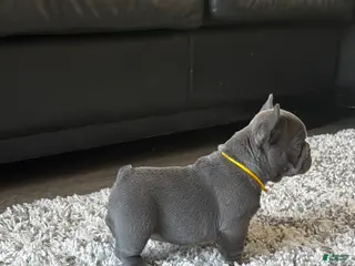 French Bulldog dogs for sale: Nila - Ad 2