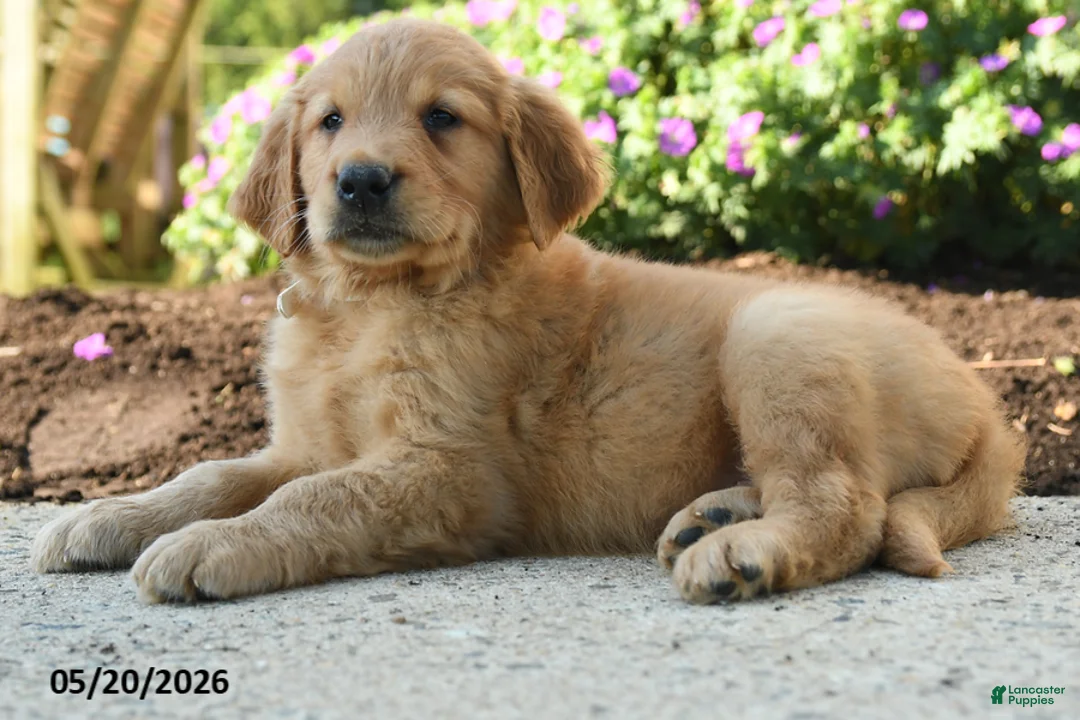 Golden Retriever dogs for sale: Hunter - Ad 5
