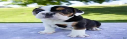 Beabull dogs for sale: Summer - Ad 5