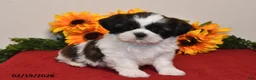 Shih Tzu dogs for sale: Ariel - Ad 5