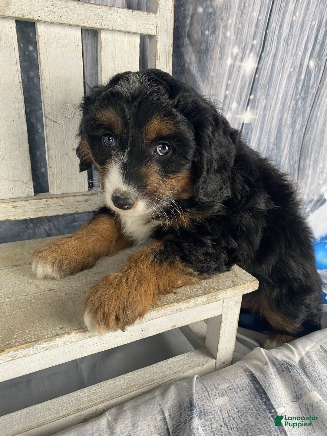Aussiedoodle dogs for sale: Oreo - Ad 2