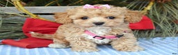Maltipoo dogs for sale: Riley - Ad 1