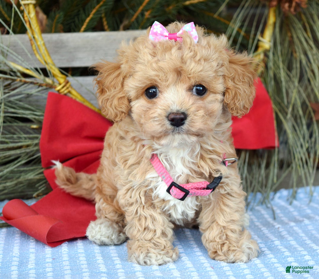 Maltipoo dogs for sale: Riley - Ad 1