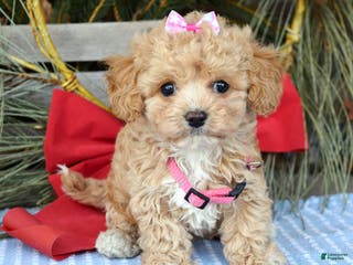 Maltipoo dogs Riley - Ad 21