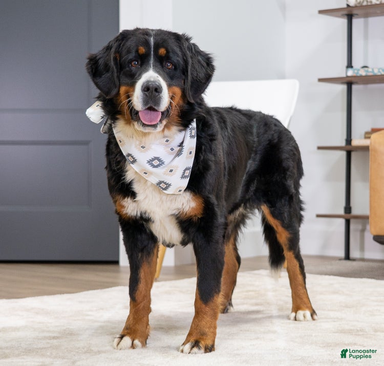 Mini Bernedoodle dogs Jace - Ad 2