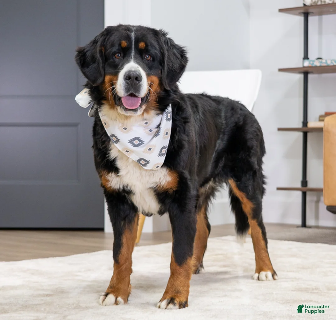 Mini Bernedoodle dogs for sale: Jace - Ad 2