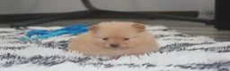 Pomeranian dogs for sale: Finn - Ad 16