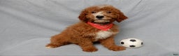 Mini Goldendoodle dogs for sale: Charlie - Ad 6