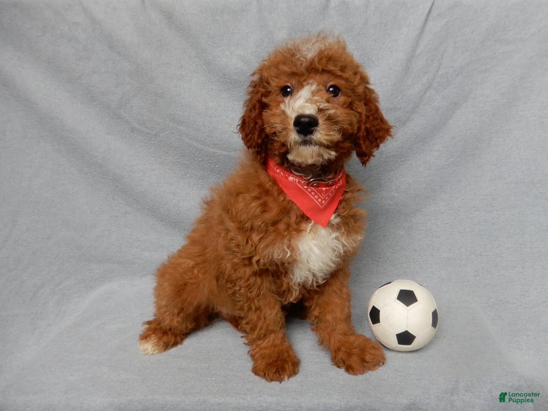 Mini Goldendoodle dogs for sale: Charlie - Ad 6