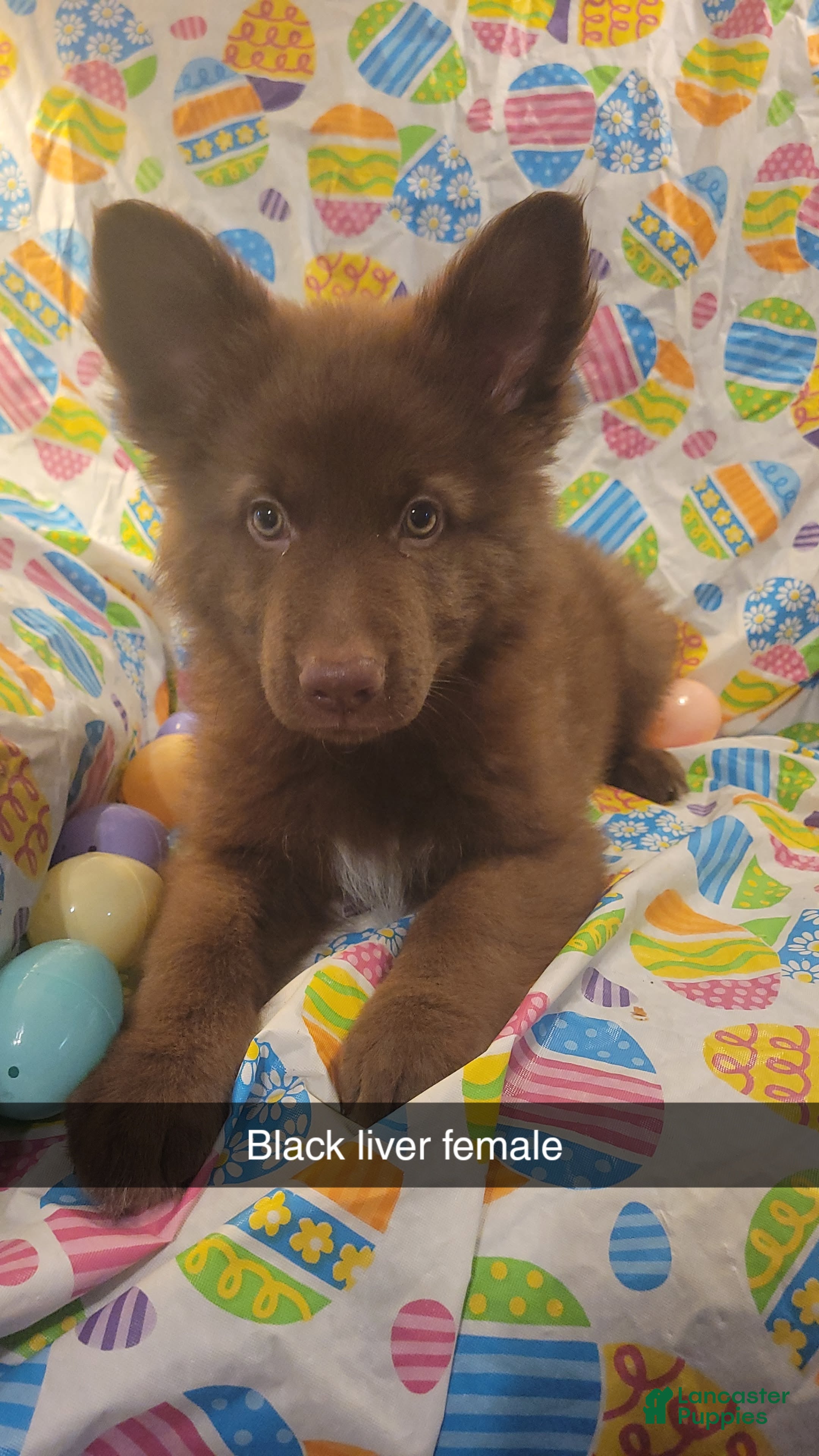 German Shepherd dogs Black Liver girl - Ad 29