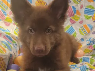 German Shepherd dogs Black Liver girl - Ad 29