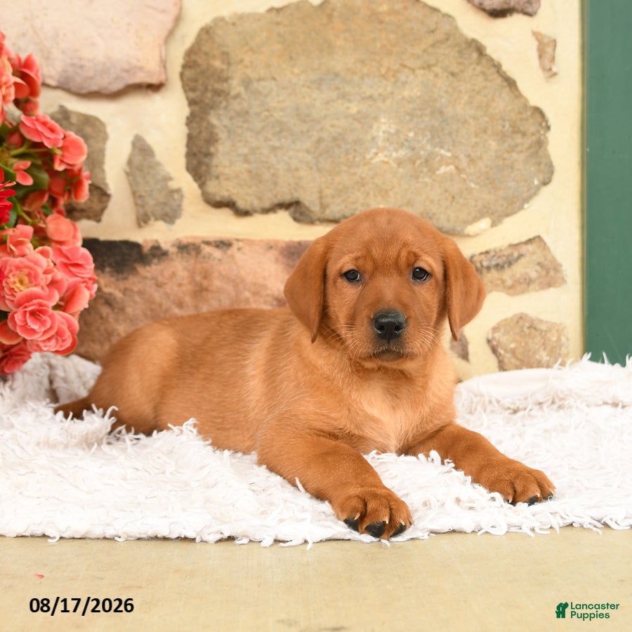 Labrador Retriever dogs Faline - Ad 2