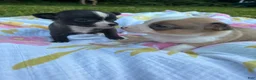 Chihuahua dogs for sale: Peanut - Ad 5