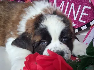 Saint Bernard dogs Max - Ad 23