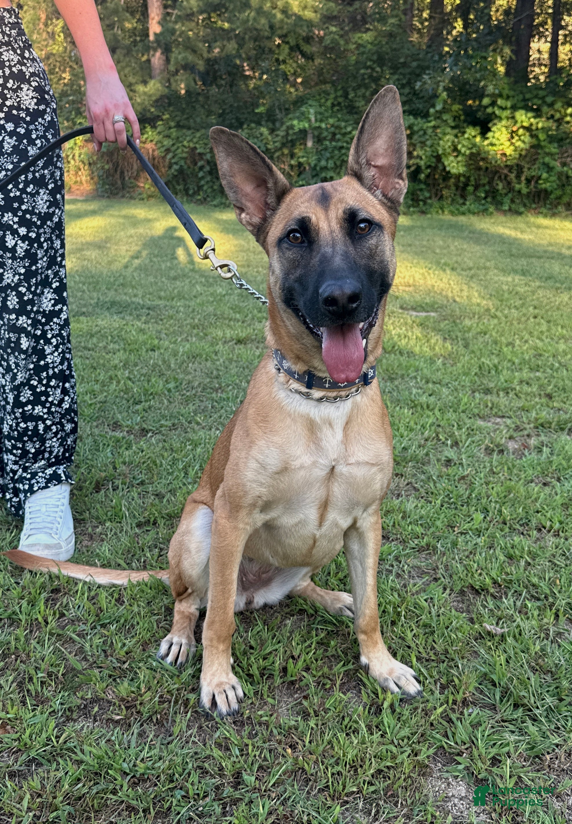 Mixed Breed dogs Katie - Ad 1