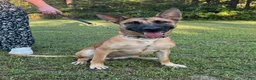 Mixed Breed dogs for sale: Katie - Ad 1