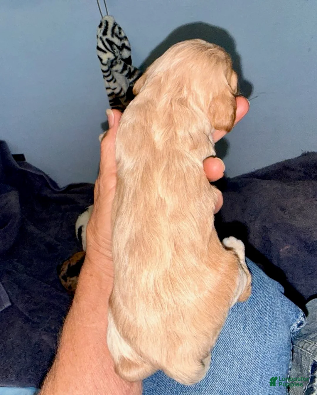 Cockapoo dogs for sale: Girl 2 - Ad 1