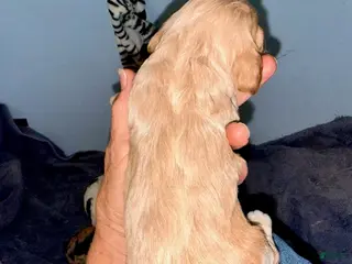 Cockapoo dogs for sale: Girl 2 - Ad 2