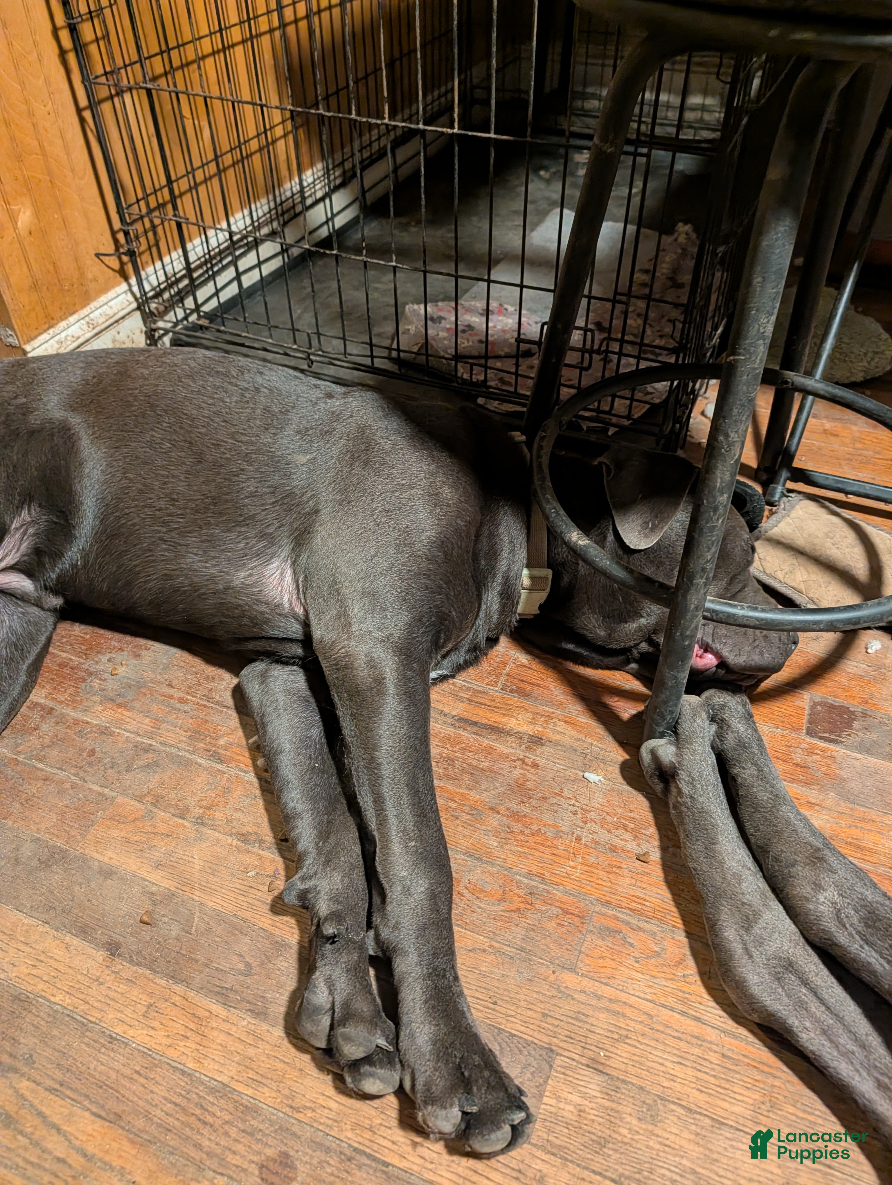 Cane Corso dogs Green aka Hulk - Ad 1