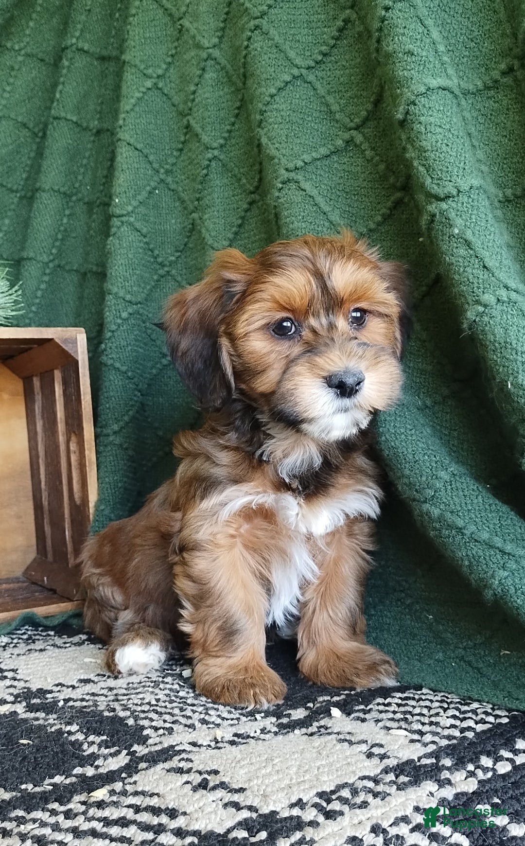 Havanese dogs for sale: Autumn  - Ad 3