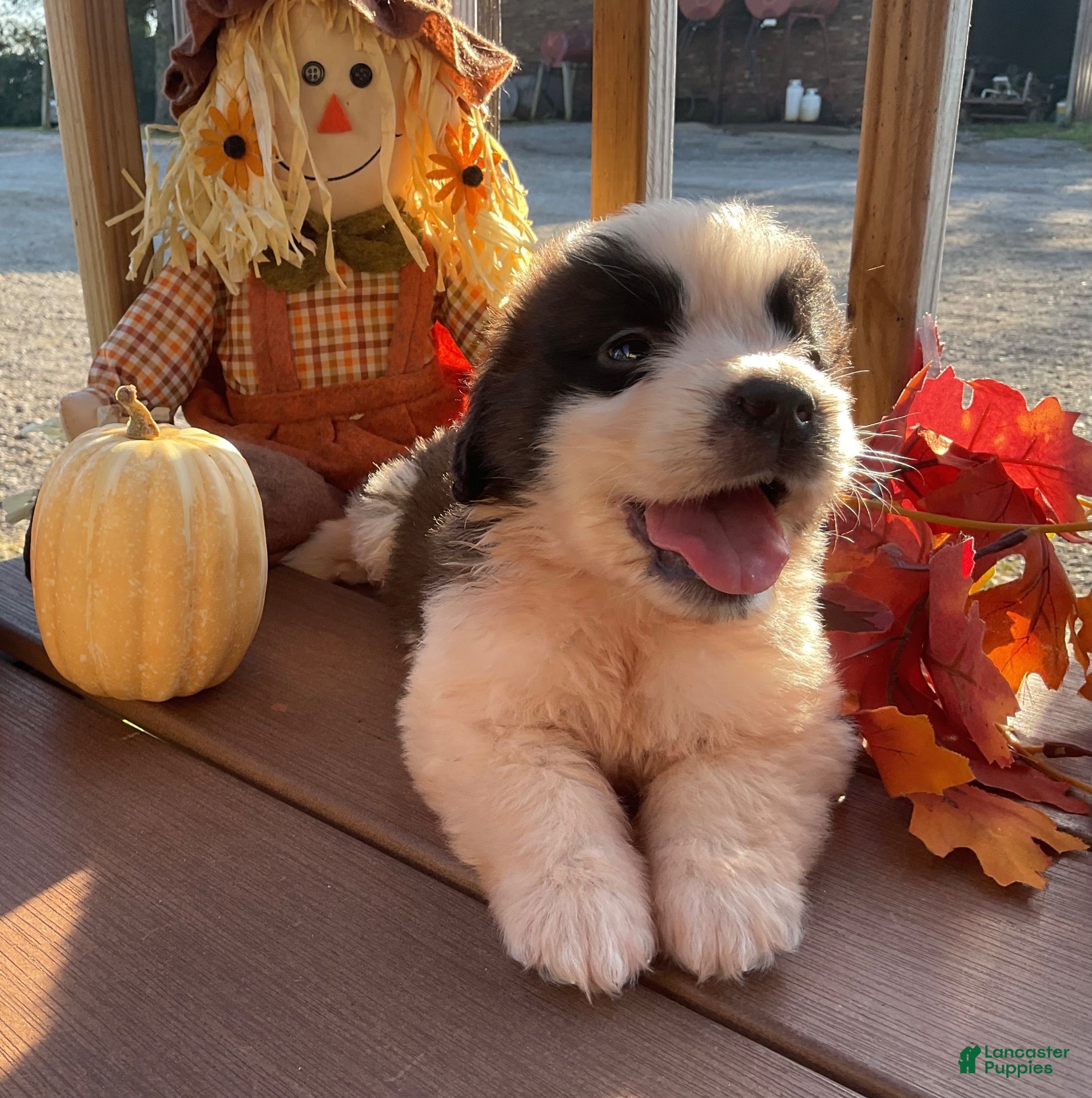 Saint Bernard dogs for sale: Saint Bernard 4. Frannie - Ad 1