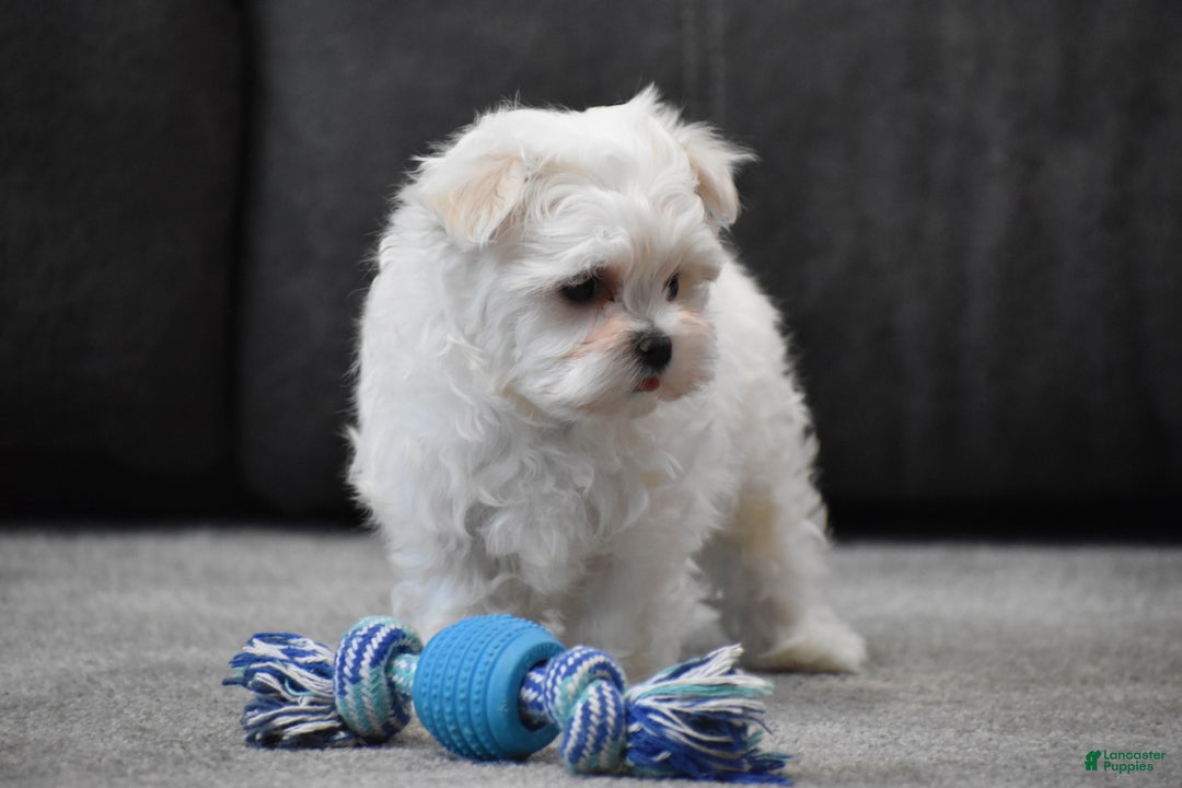 Maltese dogs for sale: Scamp - Ad 6