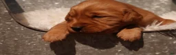 Golden Retriever dogs for sale: Max - AKC, Genetically Clear - Ad 1