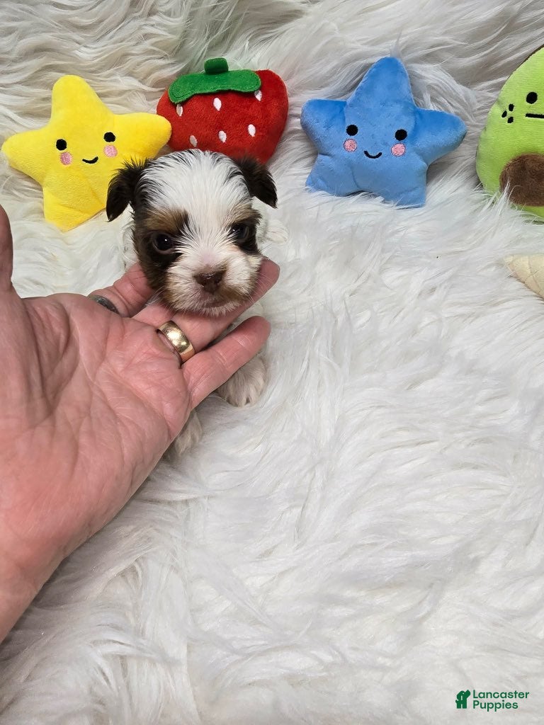 Yorkshire Terrier dogs Girl 1 - Ad 32